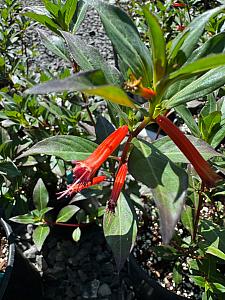 CUPHEA ignea, Cigar Plant, Firecracker Plant