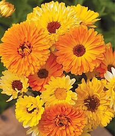 CALENDULA officinalis 'Pacific Beauty Mix', Organic Calendula, Pot or English Marigold