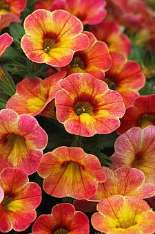 CALIBRACHOA hybrid Chameleon 'Atomic Orange', Chameleon Calibrachoa