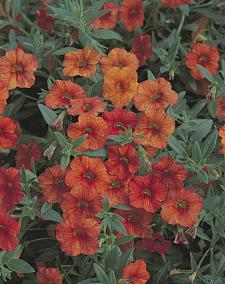 CALIBRACHOA hybrid Million Bells 'Crackling Fire', Calibrachoa Million Bells