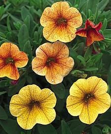 CALIBRACHOA hybrid Million Bells 'Terra Cotta', Calibrachoa Million Bells