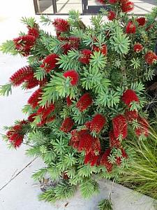 CALLISTEMON 'Little John', Dwarf Bottlebrush