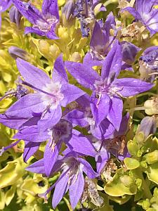 CAMPANULA garganica 'Dickson's Gold', Bellflower