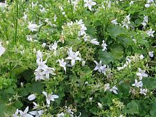 CAMPANULA poscharskyana 'Alba', Serbian Bellflower