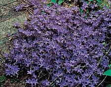 CAMPANULA poscharskyana Blue Waterfall (='Camgood'), Serbian Bellflower