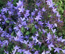 CAMPANULA poscharskyana, Serbian Bellflower