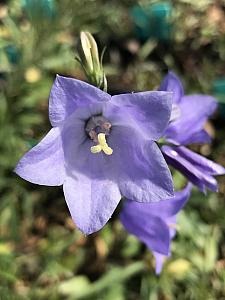 CAMPANULA rotundifolia, Bluebell of Scotland, Harebell, Bellflower