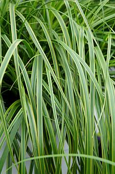 CAREX oshimensis EverColor 'Everlime', Japanese Sedge