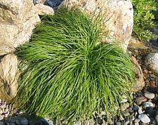 CAREX x 'The Beatles', The Beatles' Sedge, Mop Top Sedge