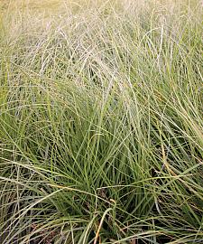 CAREX pansa, California Meadow Sedge, Dune Grass