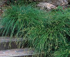 CAREX divulsa, European Grey Sedge