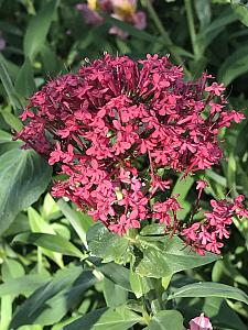 CENTRANTHUS ruber, Valerian or Jupiter's Beard