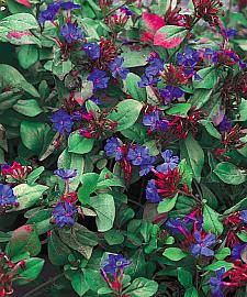 CERATOSTIGMA plumbaginoides, Dwarf Plumbago, Leadwort