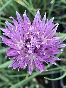 Chives (ALLIUM schoenoprasum), Chives