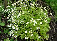 CHRYSANTHEMUM parthenium 'Aureum', Golden Feather