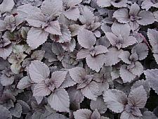 COLEUS 'Dark Star', SOLENOSTEMON scutellarioides 'Dark Star'