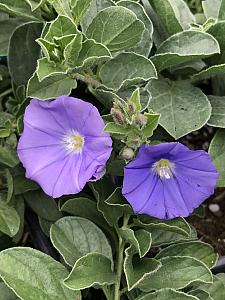 CONVOLVULUS sabatius (C. mauratanicus), Ground Morning Glory