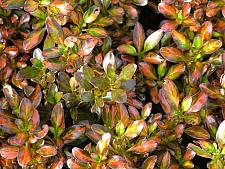 COPROSMA 'Evening Glow', Mirror Plant