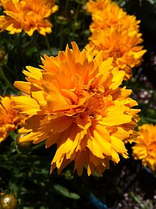 COREOPSIS lanceolata 'Early Sunrise', Tickseed