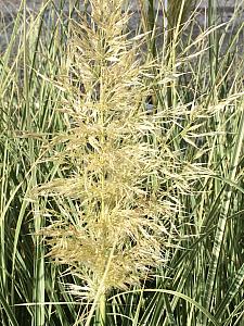 CORTADERIA selloana 'Silver Comet', Pampas Grass