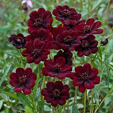 COSMOS atrosanguineus 'Chocamocha', Chocolate Cosmos