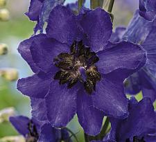 DELPHINIUM x cultorum Magic Fountains 'Dark Blue White Bee', 