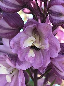 DELPHINIUM Pacific Giants 'Astolat', Pacific Giants Group