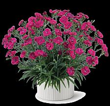 DIANTHUS plumarius Delilah 'Magenta', Pink, Cottage Pink, Carnation