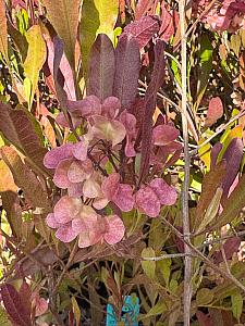 DODONAEA viscosa 'Purpurea', Purple Hop Bush, Hopseed Bush