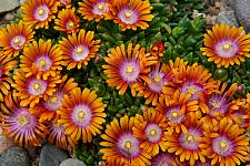 DELOSPERMA 'P001S' Fire Spinner, Ice Plant