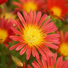 DELOSPERMA nubigenum Wheels of Wonder 'Fire Wonder', Iceplant