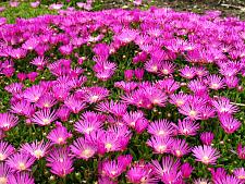 DELOSPERMA cooperi, Ice Plant