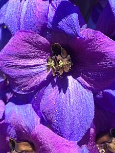 DELPHINIUM Pacific Giants 'Black Knight', Pacific Giants Group