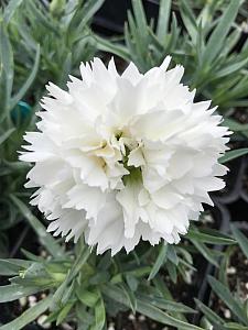 DIANTHUS caryophyllus 'Odessa Pure', Odessa carnation