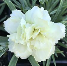 DIANTHUS caryophyllus 'Odessa Yellow Bling Bling', Odessa carnation