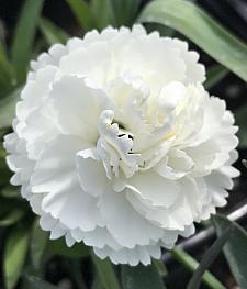 DIANTHUS 'Sunflor Cosmos', Sunflor Carnation