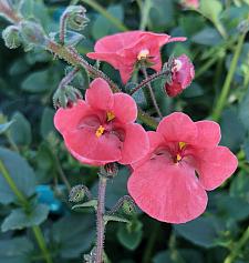 DIASCIA hybrid Little Drifter (Pendrif), Twinspur