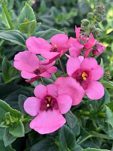 DIASCIA My Darling 'Berry', Twinspur