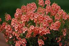 DIASCIA Sundiascia 'Upright Peach', Twinspur