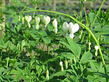 DICENTRA spectabilis 'Alba' (syn. LAMPROCAPNOS spectabilis 'Alba'), Common Bleeding Heart