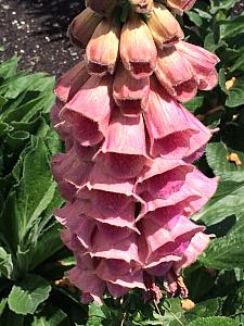 DIGITALIS x mertonensis, Foxglove