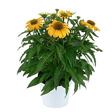 ECHINACEA hybrid Guatemala 'Gold', Coneflower