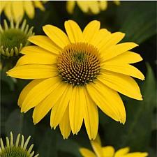 ECHINACEA x hybrida Sombrero 'Lemon Yellow Improved' (='Balsomemyim'), Coneflower, Sombrero Series