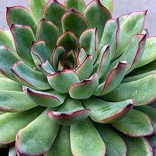 ECHEVERIA pulidonis, Pulido's Echeveria