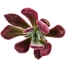 ECHEVERIA pulvinata 'Red Velvet', Plush Plant, Chenille Plant