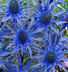 ERYNGIUM zabelii 'Big Blue', Sea Holly