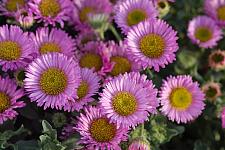 ERIGERON glaucus 'Sea Breeze', Seaside Daisy, Beach Fleabane Daisy