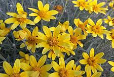 ERIOPHYLLUM lanatum, Woolly Sunflower, Oregon Sunshine