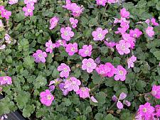 ERODIUM x variabile 'Bishop's Form', Alpine Geranium, Heronsbill, Storksbill