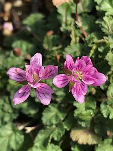 ERODIUM x variable 'Flore Pleno', Alpine Geranium, Heronsbill, Storksbill